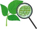 Sectional diagram of plant leaf microscopic structure under magnifying glass